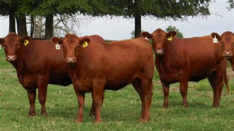 We hope to have EPDs by sale day. . Cattle for sale in oklahoma